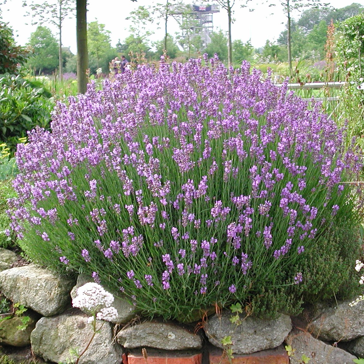 Lavandula angustifolia 'Dwarf Blue'